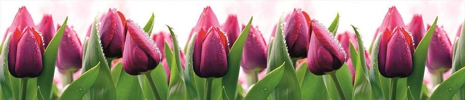 Панель высокогл. STEKLU-NET 6х2800х600 Тюльпаны в росе