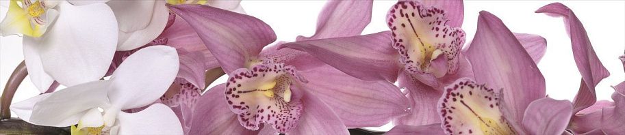 Панель высокогл. STEKLU-NET 6х2800х600 Орхидеи (бело-роз.)